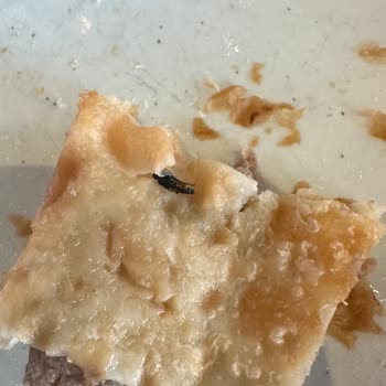 Yasa Tesisleri Çiğ Böreğe Yapışan Sinek