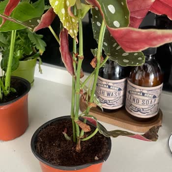 Es Plante Esplante Solmuş Bitki Gönderimi