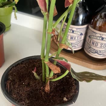 Es Plante Esplante Solmuş Bitki Gönderimi