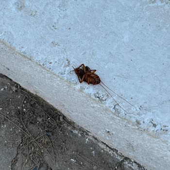 Regulus Beach Resort Bodrum Turgutreis Yanıltmacası