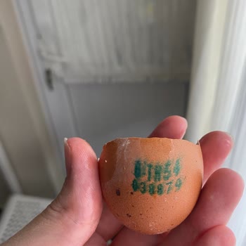 BİM Organik Yumurtaların Hali!