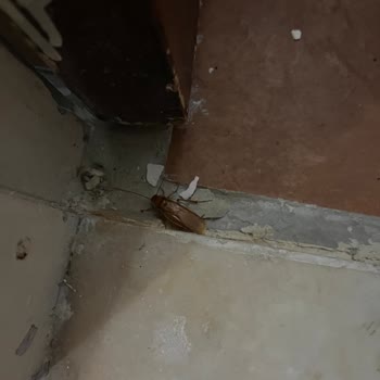 Miki Tur Şirketi Çilesi Bitmedi