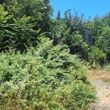 Kartal Belediyesi Temizlenemeyen Yabani Ot