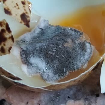 Banabi Siparişi Bozuk Ve Küflü Ürünler
