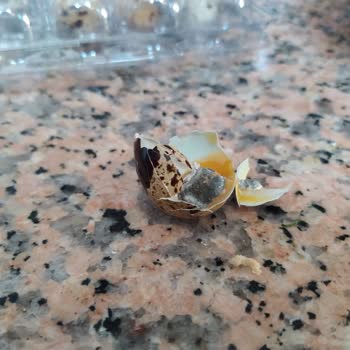 Banabi Siparişi Bozuk Ve Küflü Ürünler