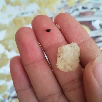 Lays'in İçinde Ölü Sinek Çıktı