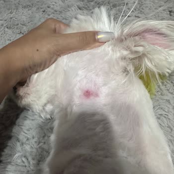 Pet Kuaför Olga Köpeğimi Makine İle Yakıp Kesmişler