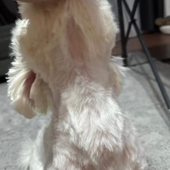 Pet Kuaför Olga Köpeğimi Makine İle Yakıp Kesmişler