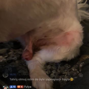 Pet Kuaför Olga Köpeğimi Makine İle Yakıp Kesmişler