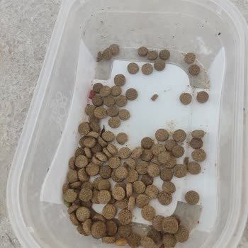 A101 Sokak Hayvanları İçin Aldığım Mamayı Kabul Etmiyor