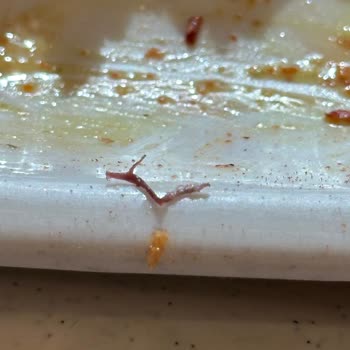 Tavuk Dünyasında Tavuktan Çıkan Belirsiz Cisim