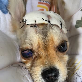 İstanbul Veteriner Hekimler Odası Univet Hayvan Hastahanesi, Dr. Ateş Barutun Gerçek Yüzü