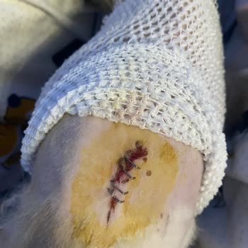 İstanbul Veteriner Hekimler Odası Univet Hayvan Hastahanesi, Dr. Ateş Barutun Gerçek Yüzü