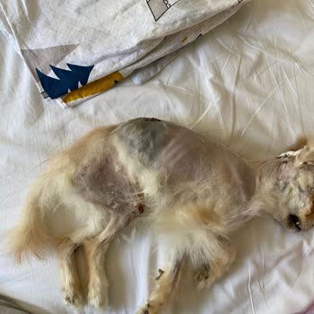 İstanbul Veteriner Hekimler Odası Univet Hayvan Hastahanesi, Dr. Ateş Barutun Gerçek Yüzü