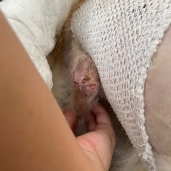 İstanbul Veteriner Hekimler Odası Univet Hayvan Hastahanesi, Dr. Ateş Barutun Gerçek Yüzü