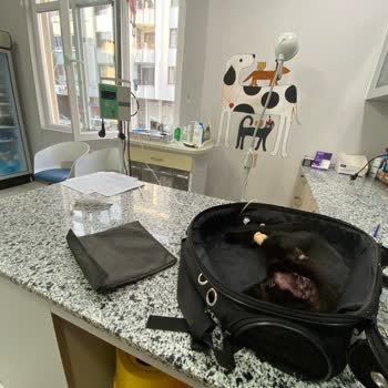 Veterineryam Yanlış Teşhis İşi Ticarete Dökmüşler