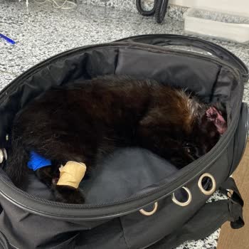 Veterineryam Yanlış Teşhis İşi Ticarete Dökmüşler