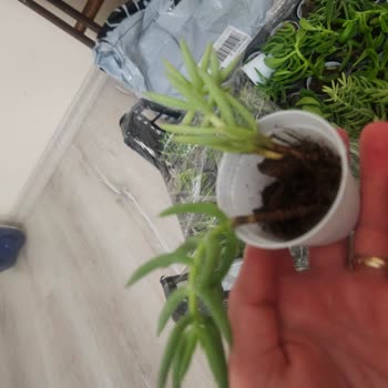 Sukulentworldd (Instagram) Hasarlı Ürün Teslimi!