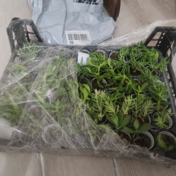 Sukulentworldd (Instagram) Hasarlı Ürün Teslimi!