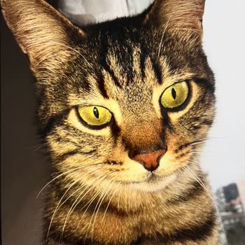 Anatolia Hayvan Hastanesi Vicdansız İnsan Topluluğu