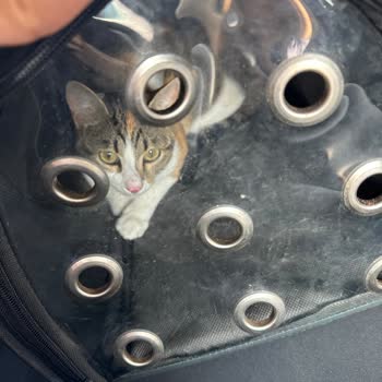 Clubvet Hayvan Hastanesi Yanlış Randevu Yüzünden Kedim Aç Kaldı, Stres