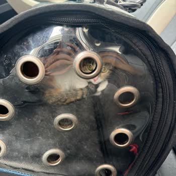 Clubvet Hayvan Hastanesi Yanlış Randevu Yüzünden Kedim Aç Kaldı, Stres