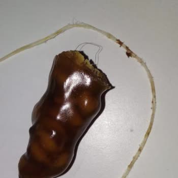 Antepsan Keyifçe'nin İçinden Kıla Benzeyen Cisim Çıktı.