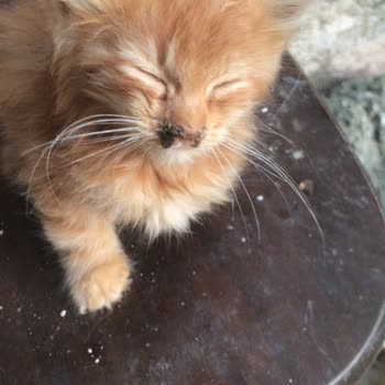 Gaziosmanpaşa Belediyesi Minnoş Kedi 5 Aylık