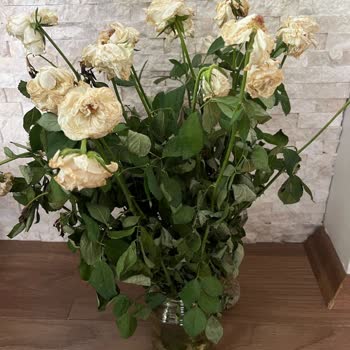 Çiçek Sepeti Taze Olmayan Çiçekler Ve Müşteri Memnuniyetsizliği