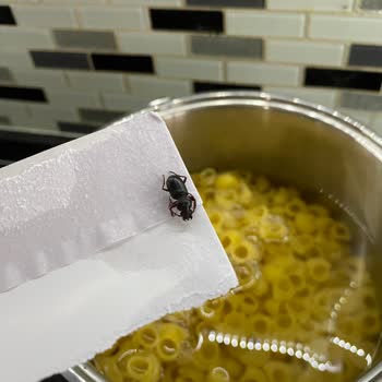 Nuh'un Ankara Makarnası Nuhun Ankara Mantı Böceği