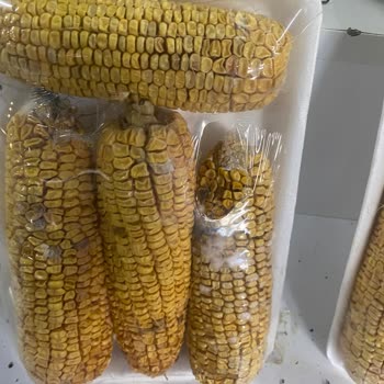 Şahmar Pide Fırını (Kayseri) Kayseri Tavlusun Şahmar