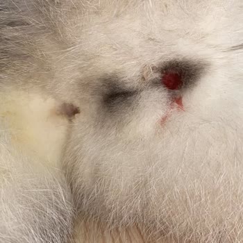 Kartal Lacivert Veteriner Kliniği Çok Kötü!