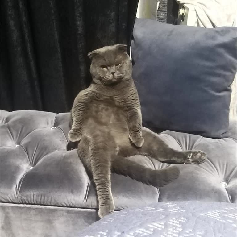 Venüs Veteriner Kliniği (İstanbul) Venüs Veteriner Kliniği Kedimi Öldürdü İstanbul Esenyurt