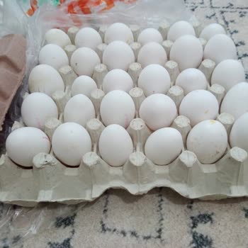 Türem Yumurta İnsanları Aldatıyor. M Boy Koliden Çıkan Yumurtalara Bak