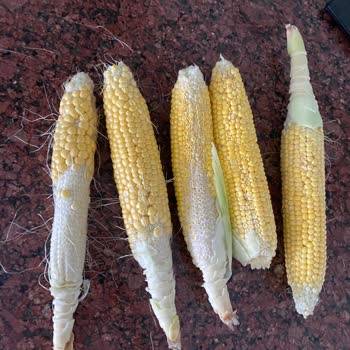 Migros Hemen Turgutlu Şubesi Kötü Sebzeler