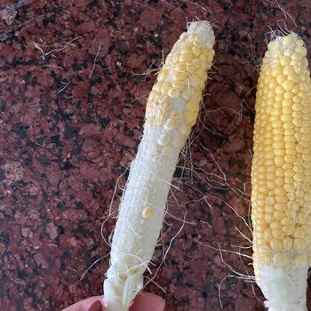 Migros Hemen Turgutlu Şubesi Kötü Sebzeler