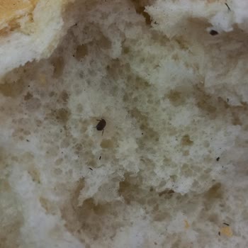 Migros'un Sattığı Ekmekte Böcek Çıktı.