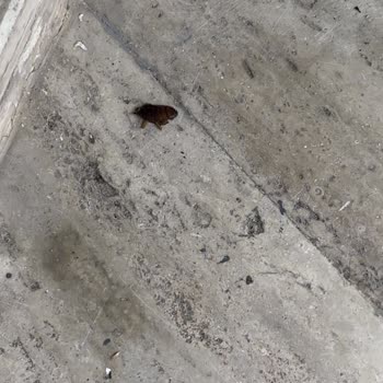 Blue Bay Platinum Otel Paramız İade Edilmiyor Çok Pis Bir Otel