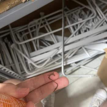 Didi İce Tea İçinden Çıkan Şey