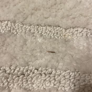 Gençler Halı Yıkama (İzmir) Gençler Halı Yıkama Teslimatta 2 Kat Fiyat Çıkarıyor, Temizlik Sıfır