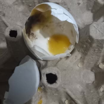 A101 Den Aldığım Bozuk Yumurta