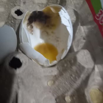 A101 Den Aldığım Bozuk Yumurta