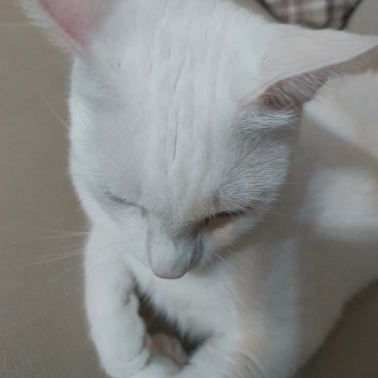 Tecno Mobile Camon 30 Fotoğraf Problemi