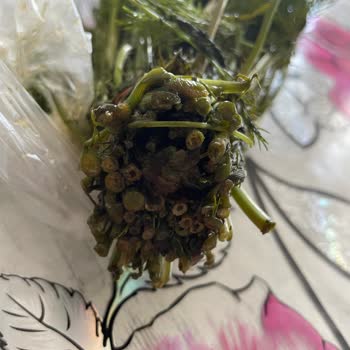 Migros Hemen Çürük Ürün Gönderdi