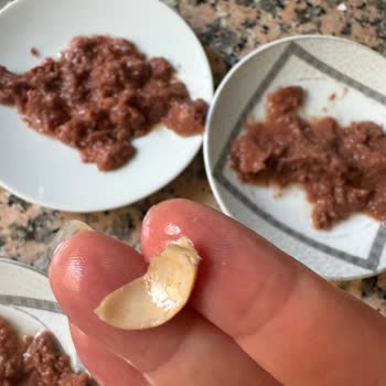 Perfect Companion Group Meo Kedi Yaş Maması Sorunu