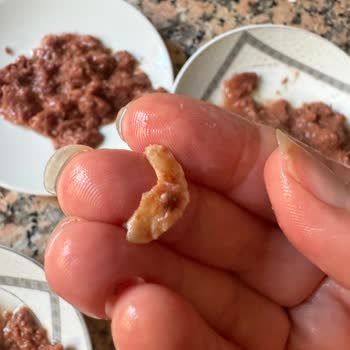 Perfect Companion Group Meo Kedi Yaş Maması Sorunu