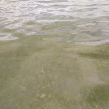 Bayramoğlu Kadınlar Plajı Çok Kirli Ve Tekneler Falan Çok Yakın