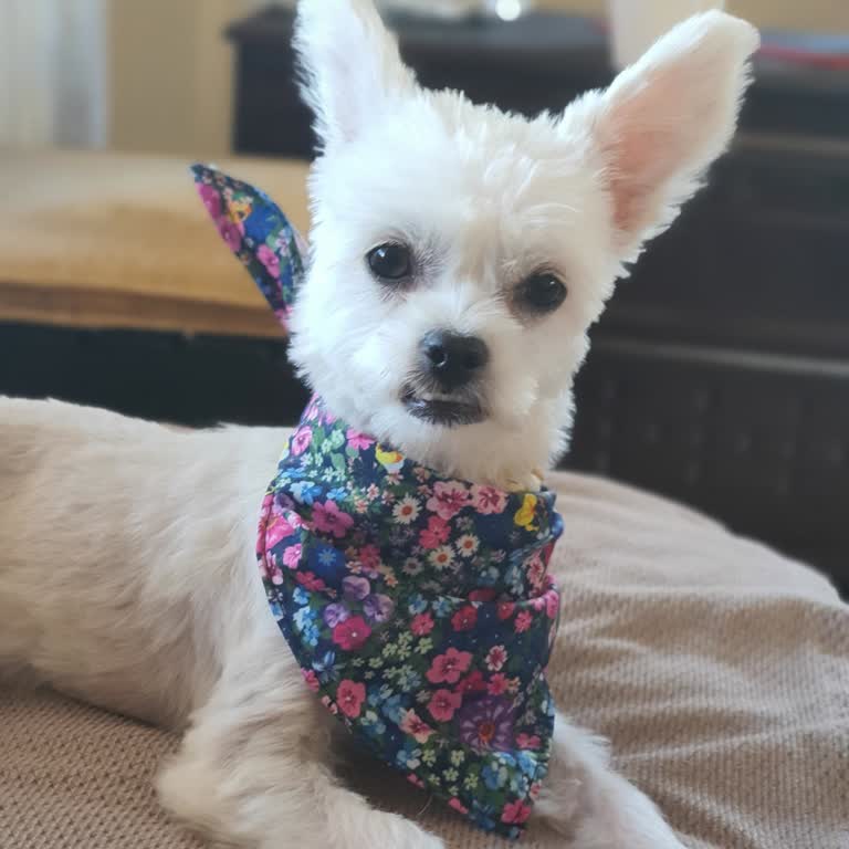 BİM Köpeğimle Markete Almadı
