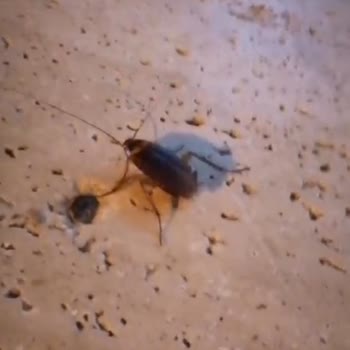 Marin Hotel (Kemer) Beldibi Antalya Hiç Memnun Kalmadık