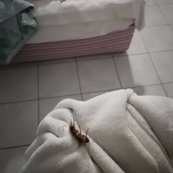 Marin Hotel (Kemer) Beldibi Antalya Hiç Memnun Kalmadık